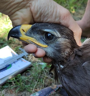 Северо-Кавказское управление Росприроднадзора выявило факт незаконного содержания степных орлов, занесенных в Красную книгу 